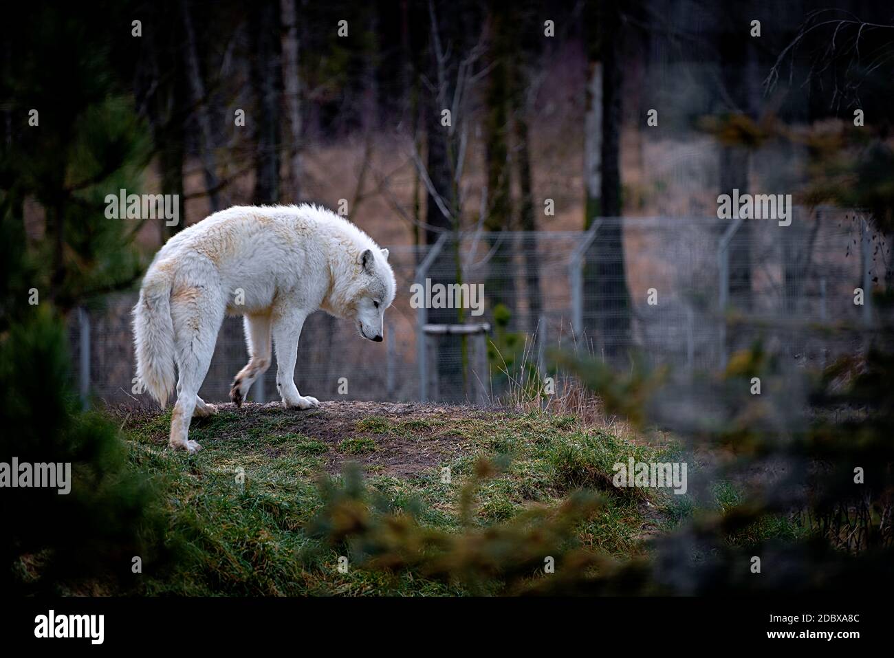 The Arctic wolf (Canis lupus arctos), also known as the white wolf or polar wolf Stock Photo