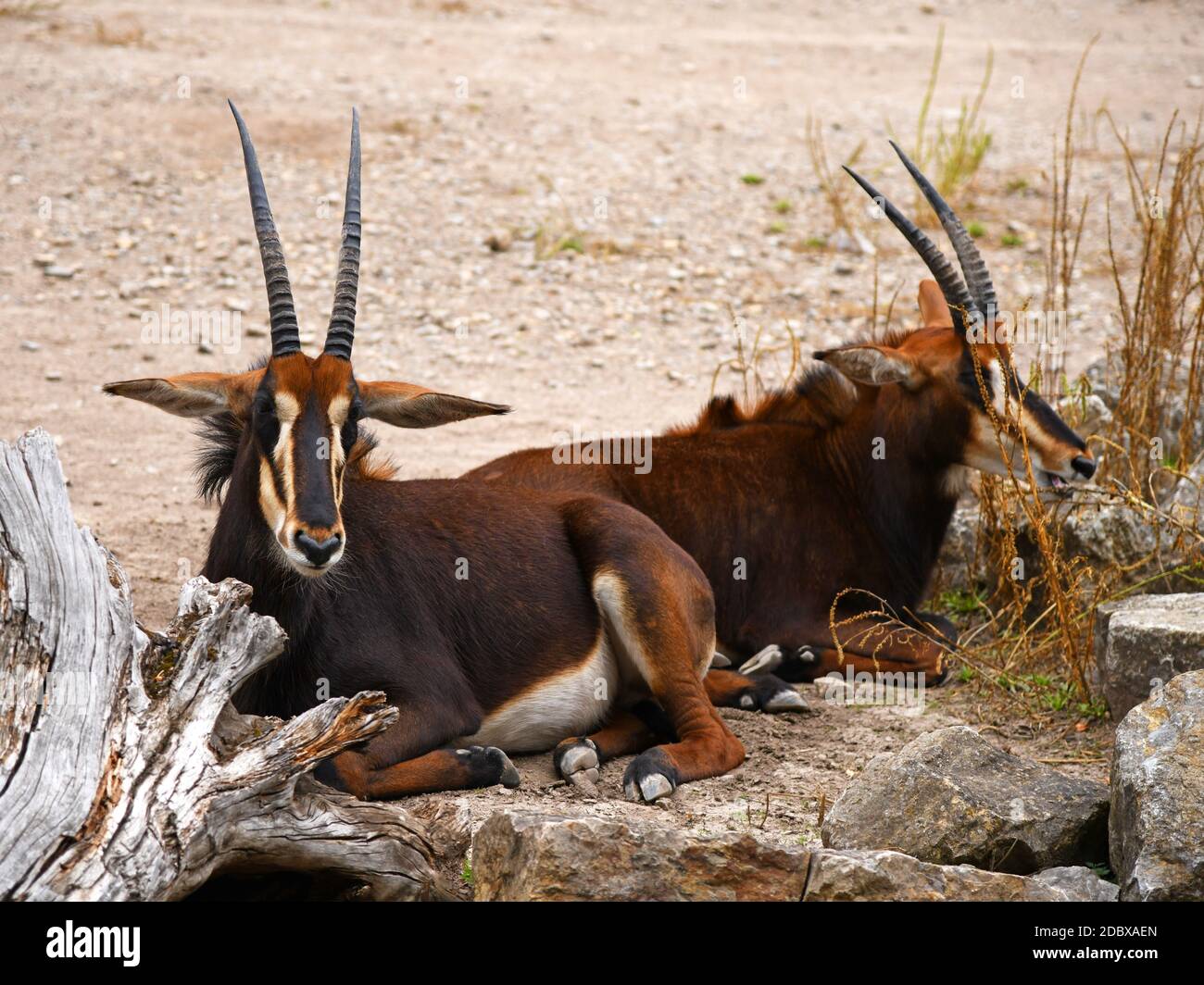 sable antelope in the zoo Stock Photo