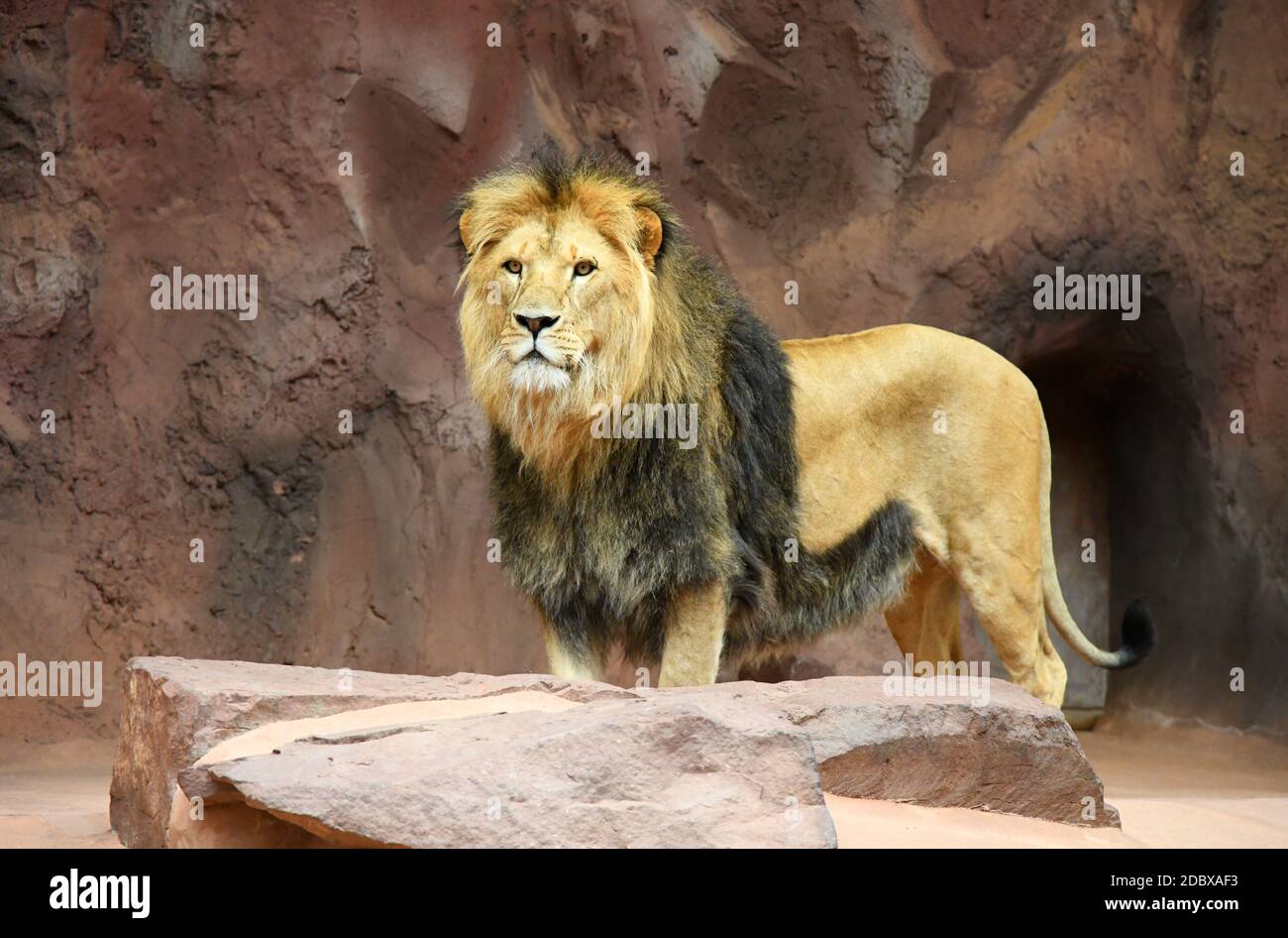 african lion in the zoo Stock Photo