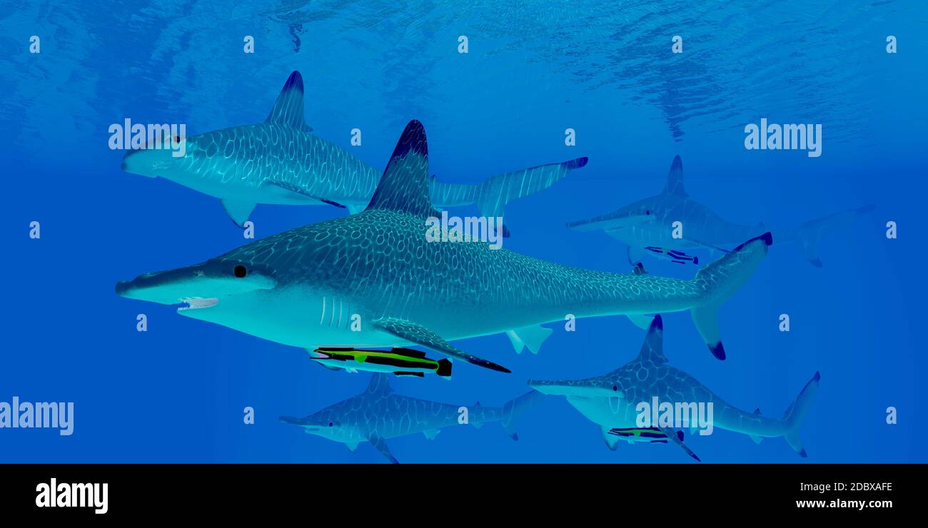 A group of predatory Hammerhead sharks swim together searching for prey
