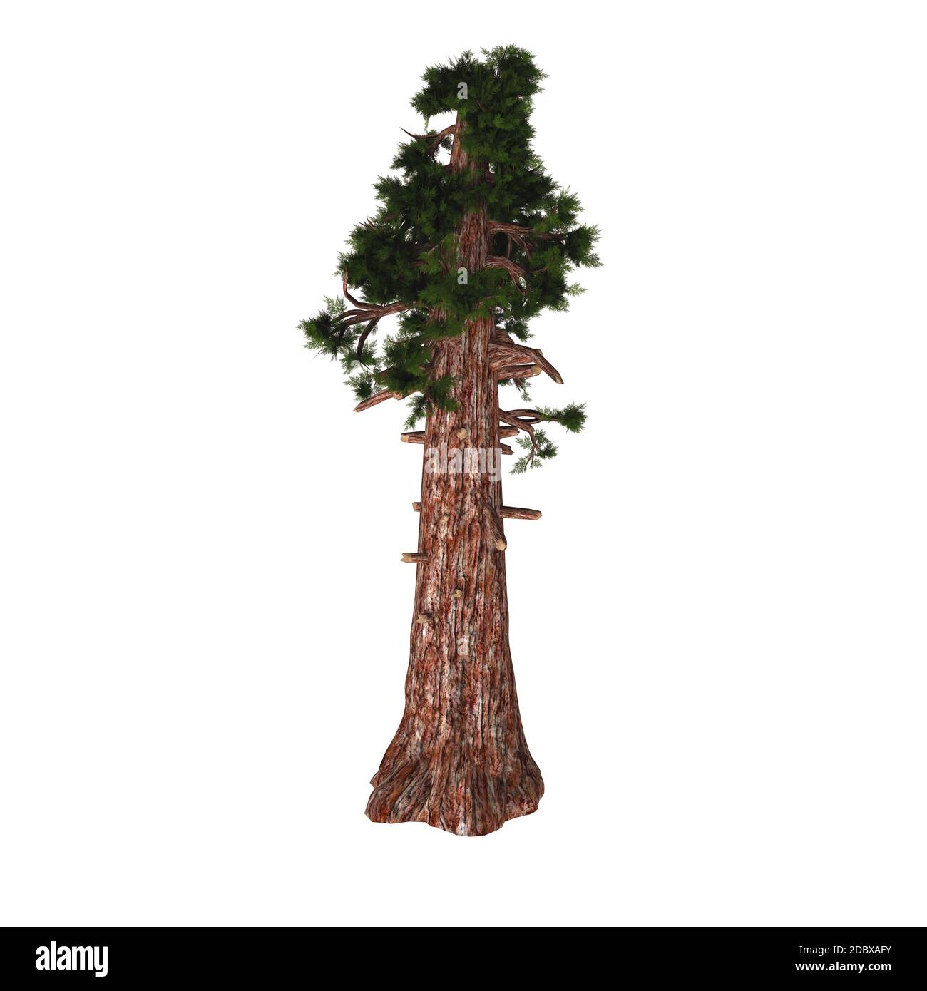 Sequoiadendron giganteum (giant sequoia, giant redwood, Sierra redwood, Sierran redwood, or Wellingtonia) is the sole living species in the genus Sequ Stock Photo