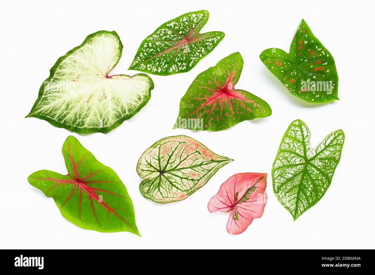 Caladium leaves on white background. Top view Stock Photo - Alamy