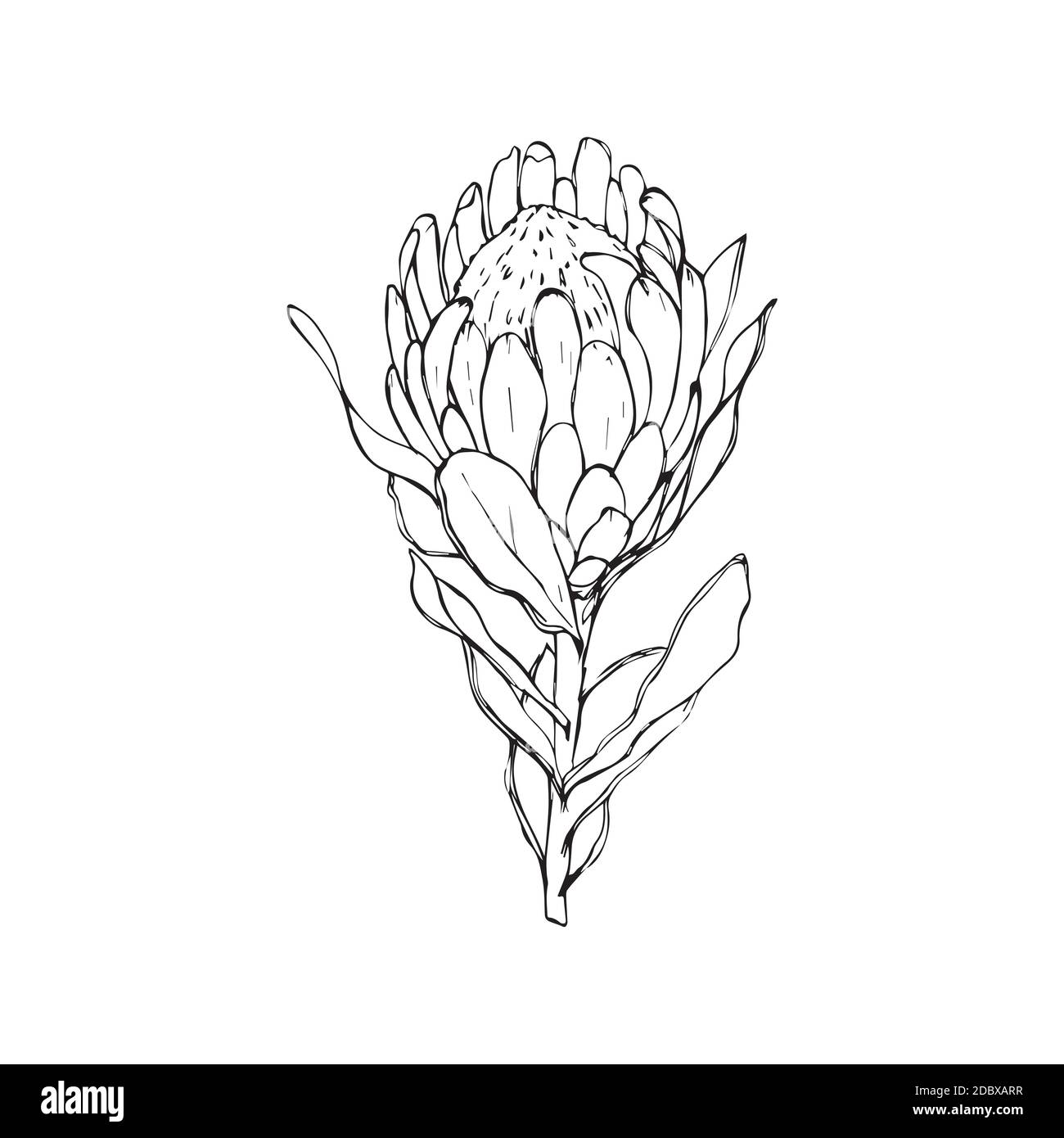 Protea, artichoke. hand-drawn illustration on an isolated white background. Exotic, tropical, Botanical flower. Use for textiles, cotton wool, and Stock Vector