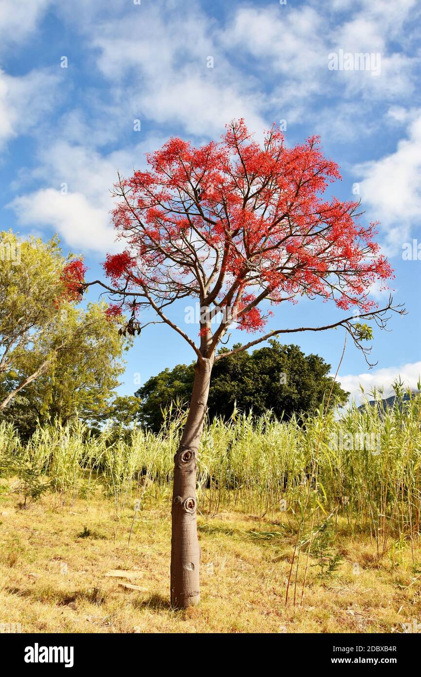 flowering Illawarra flame tree Stock Photo Alamy