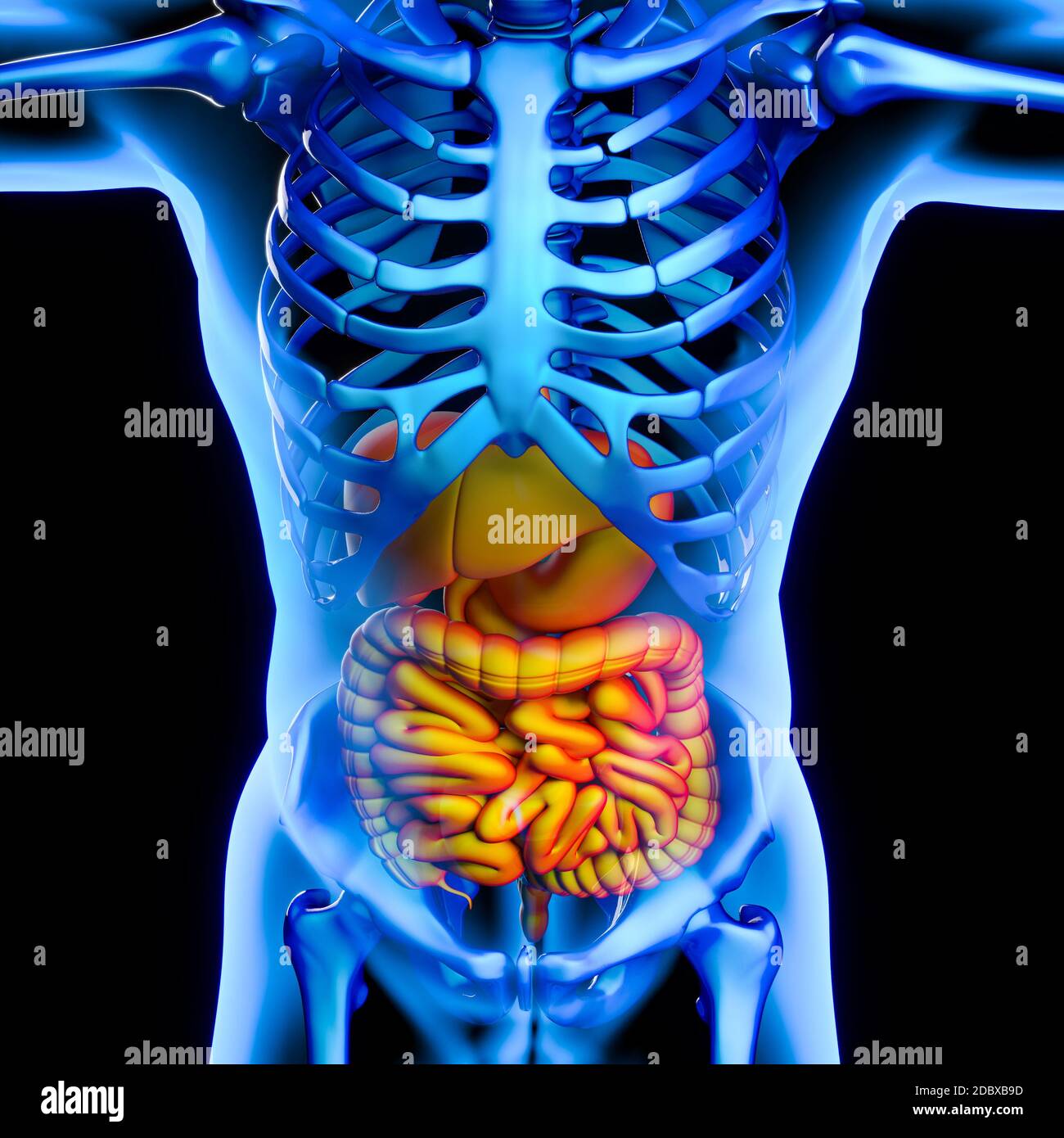 Illustrative medical image showing the digestive system. Concept of physical discomfort and health. 3d render. Stock Photo