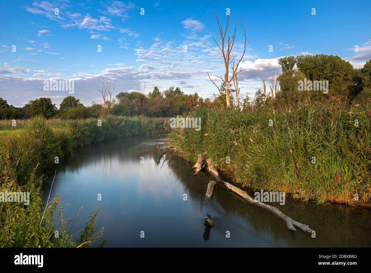 Dead trees on the bank of Paar river in Bavaria, Germany Stock Photo