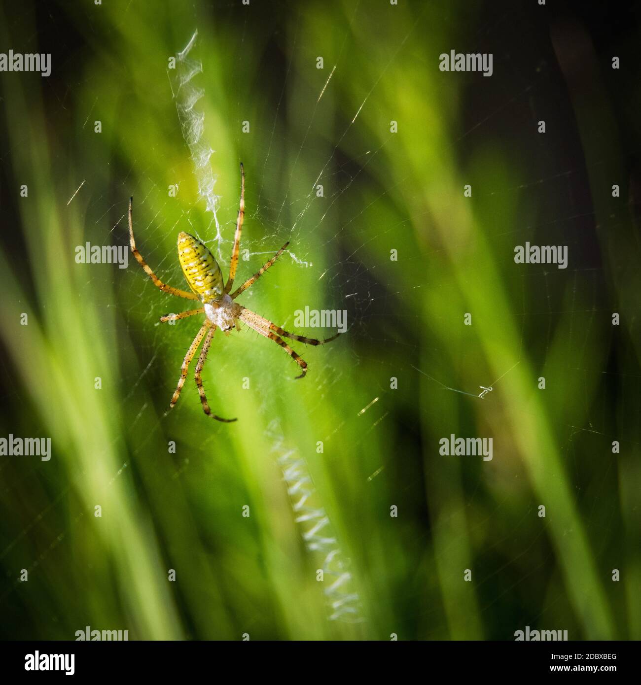 Wasp spider with prey in his web Stock Photo - Alamy