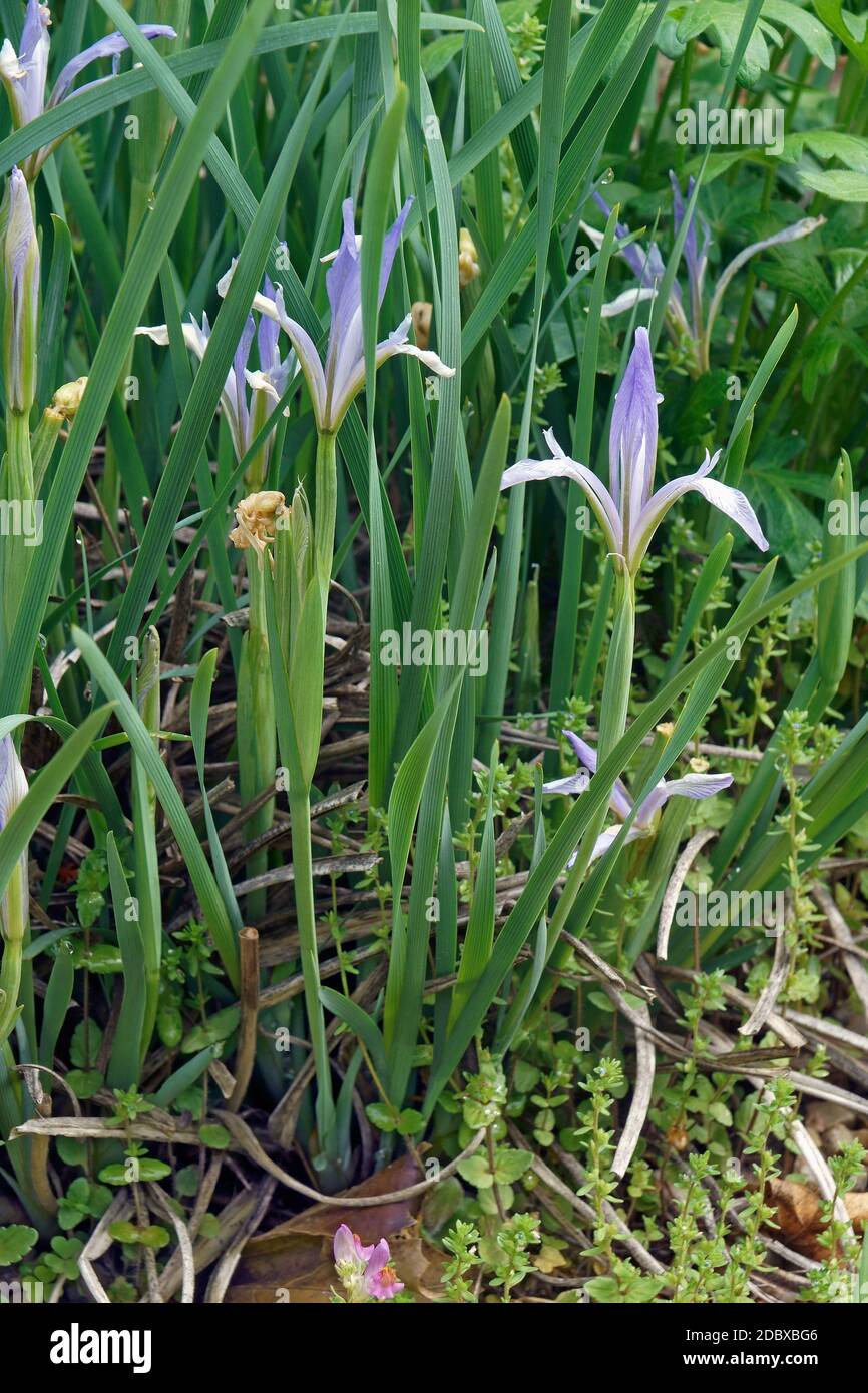 Milky Iris (Iris lactea). Called White flowered iris also. Stock Photo