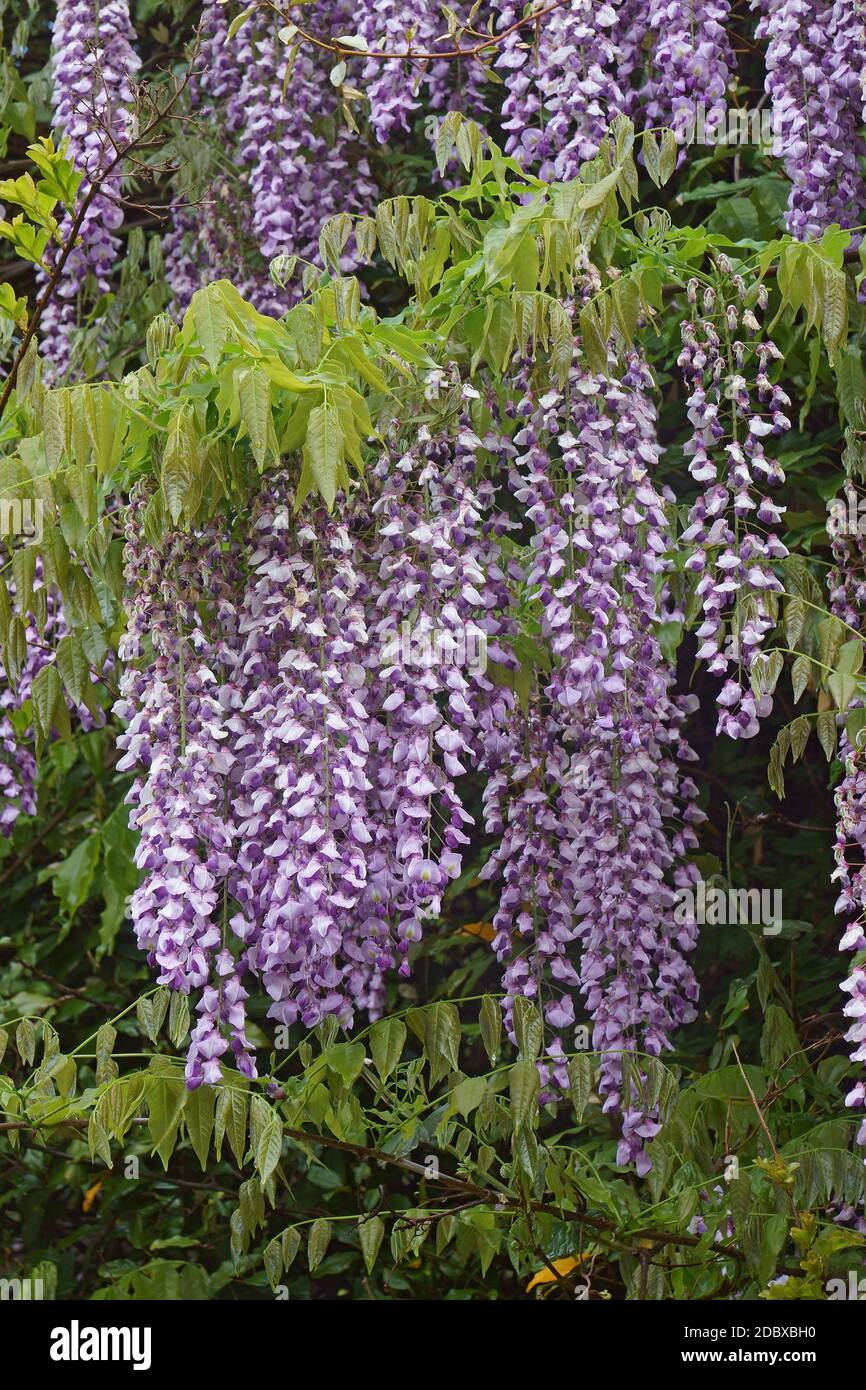 Wisteria (Wisteria villosa). Called Chinese wisteria also. Another