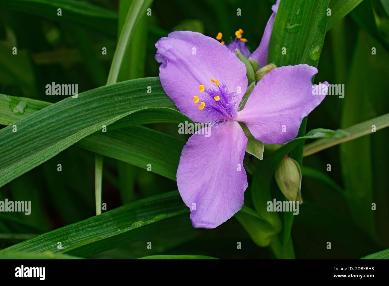 Virginia spiderwort (Tradescantia virginiana) Stock Photo