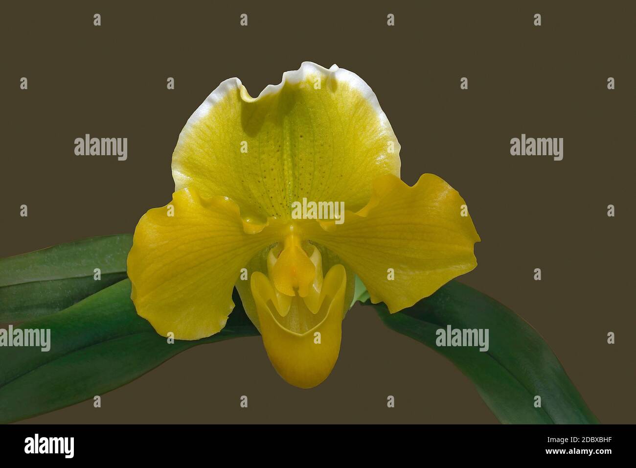 Hybrid Venus Slipper orchid (Paphiopedilum) Stock Photo