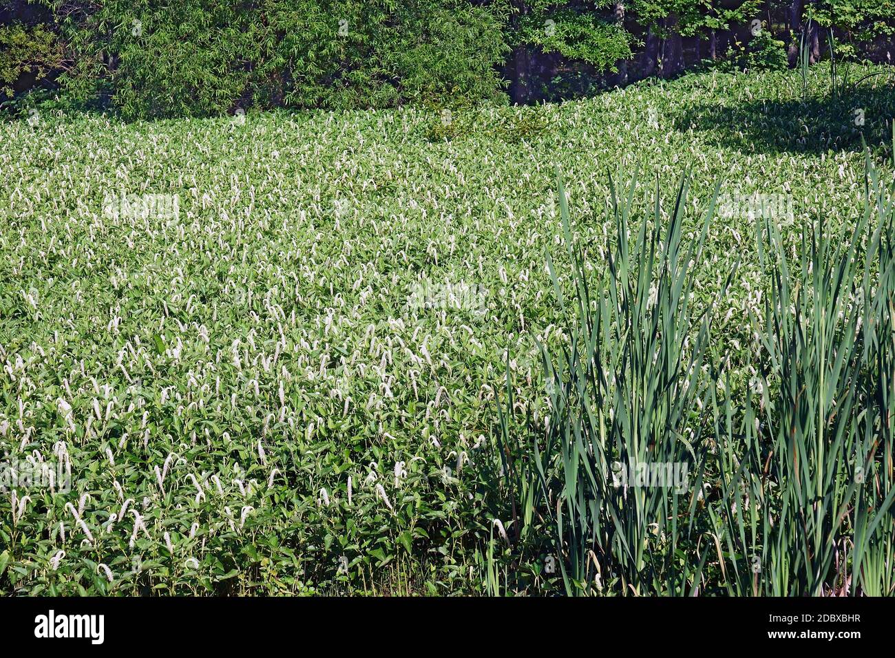 Lizard's tail (Saururus cernuus). Called Waterdragon and Swamp Root