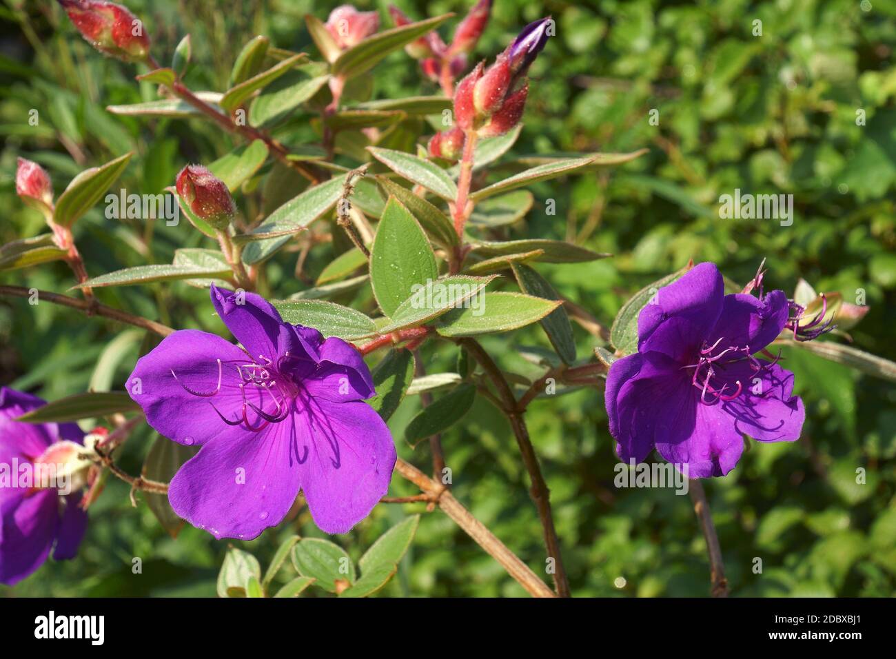 Glory bush (Tibouchina urvilleana). Called Lasiandra, Princess flower, Pleroma and Purple glory tree also. Stock Photo