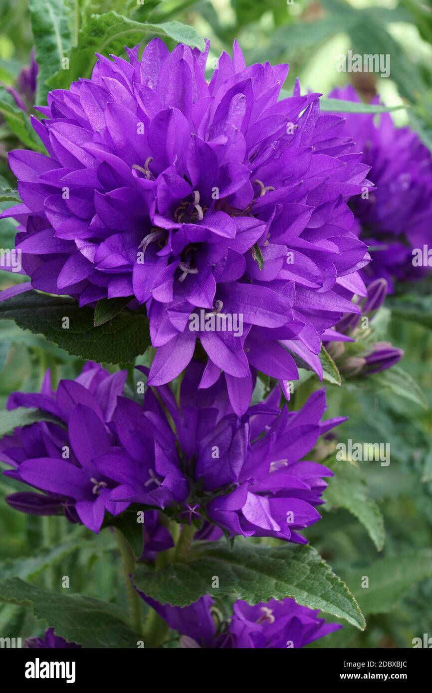 Clustered bellflower (Campanula glomerata). Called Dane's blood also Stock Photo