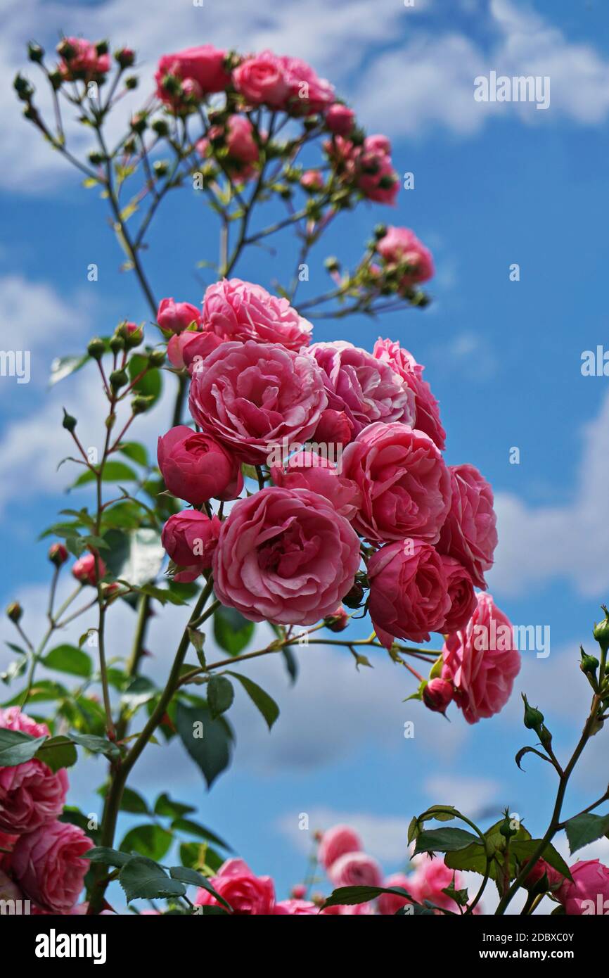 Floribunda (Latin for "many-flowering") is a modern group of garden roses  that was developed by crossing hybrid teas with polyantha roses, the latte  Stock Photo - Alamy