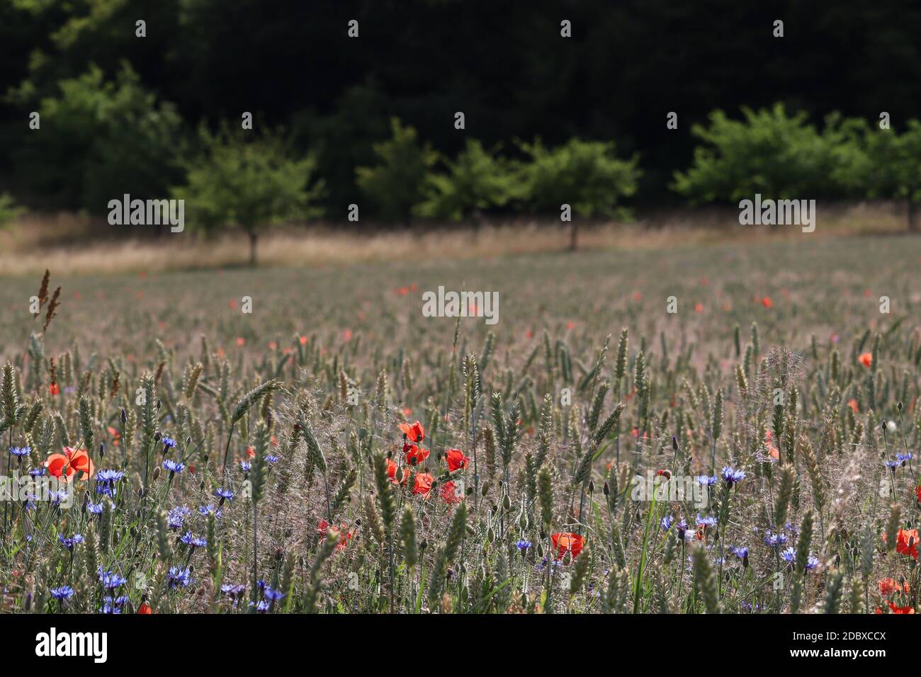 grain field with flowers Stock Photo