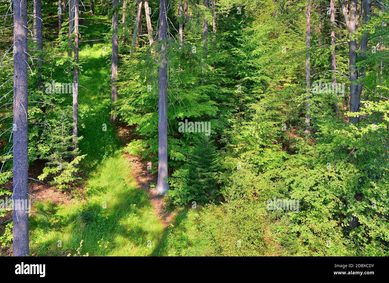View into a green forest with deciduous and coniferous trees Stock
