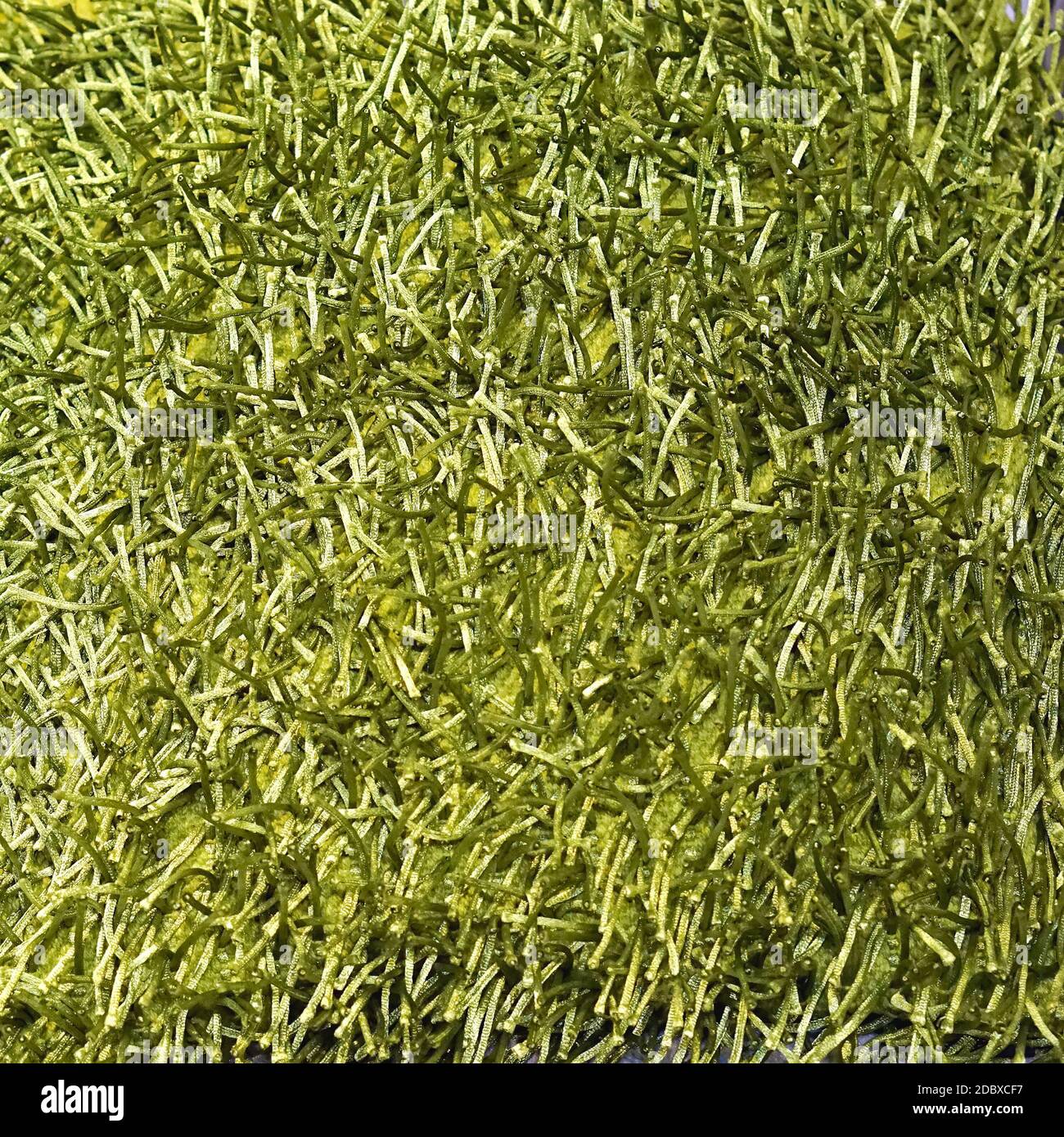 Green carpet texture hires stock photography and images Alamy
