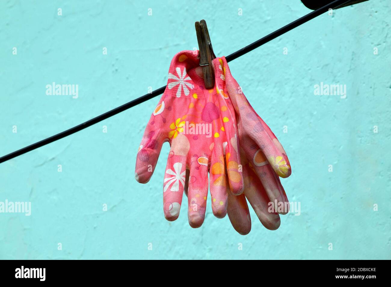 Pair of dirty pink garden gloves with floral pattern drying and hanging on the rope with clothespin on blue wall background Stock Photo