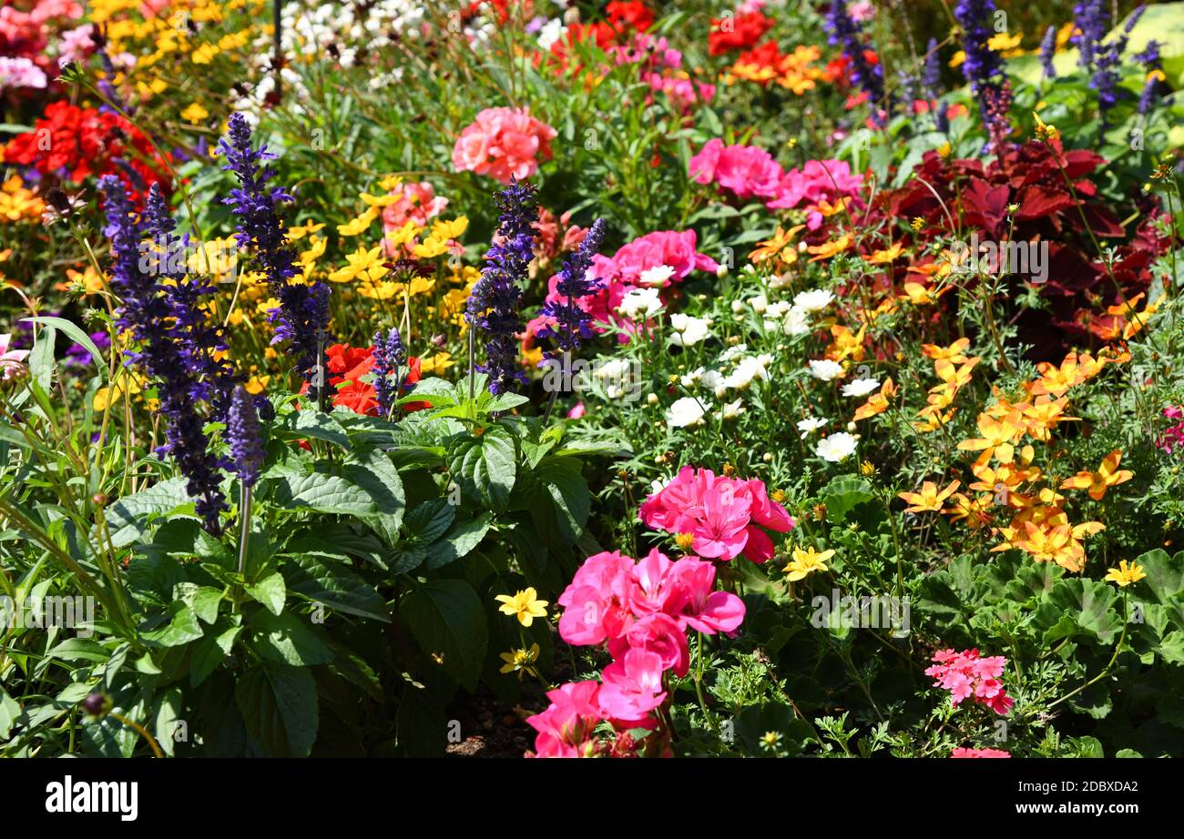 colorful flower bed in summer Stock Photo Alamy
