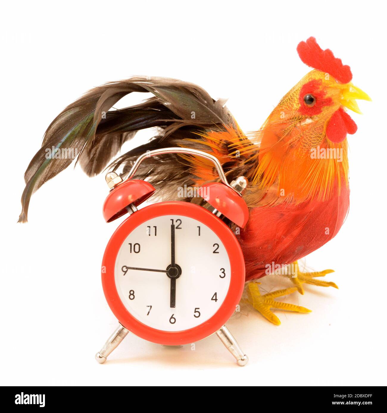 An isolated Rooster and alarm clock for a wake up call Stock Photo Alamy
