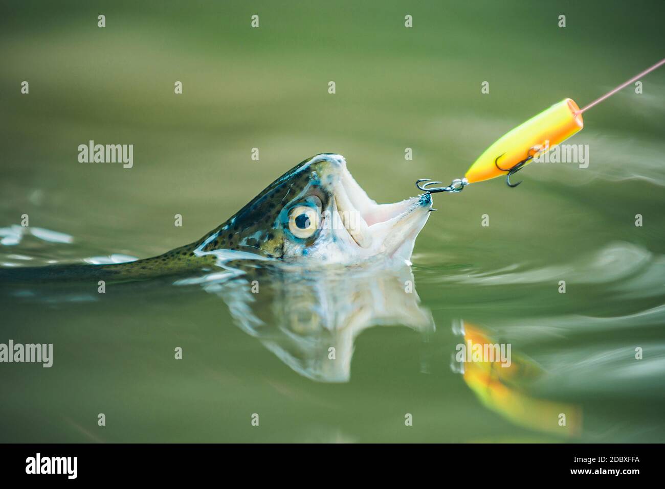 Holding brown trout. Fishing in river. Fish on the hook. Fishing with spinning  reel. sport fishing Stock Photo - Alamy
