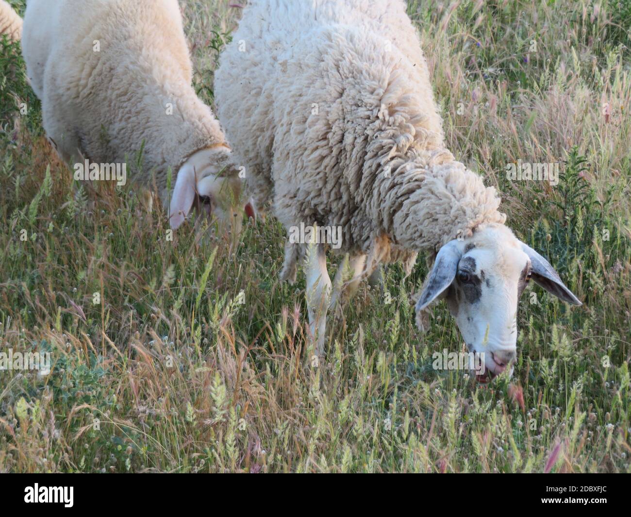 sheep lambs wool animal milk natural meat food farm Stock Photo - Alamy