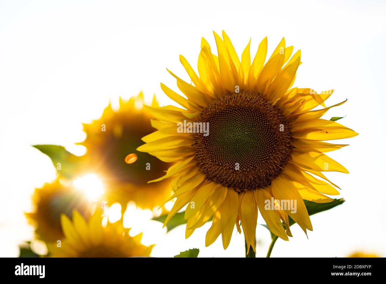 Flower of sunflower isolated on white background Stock Photo - Alamy
