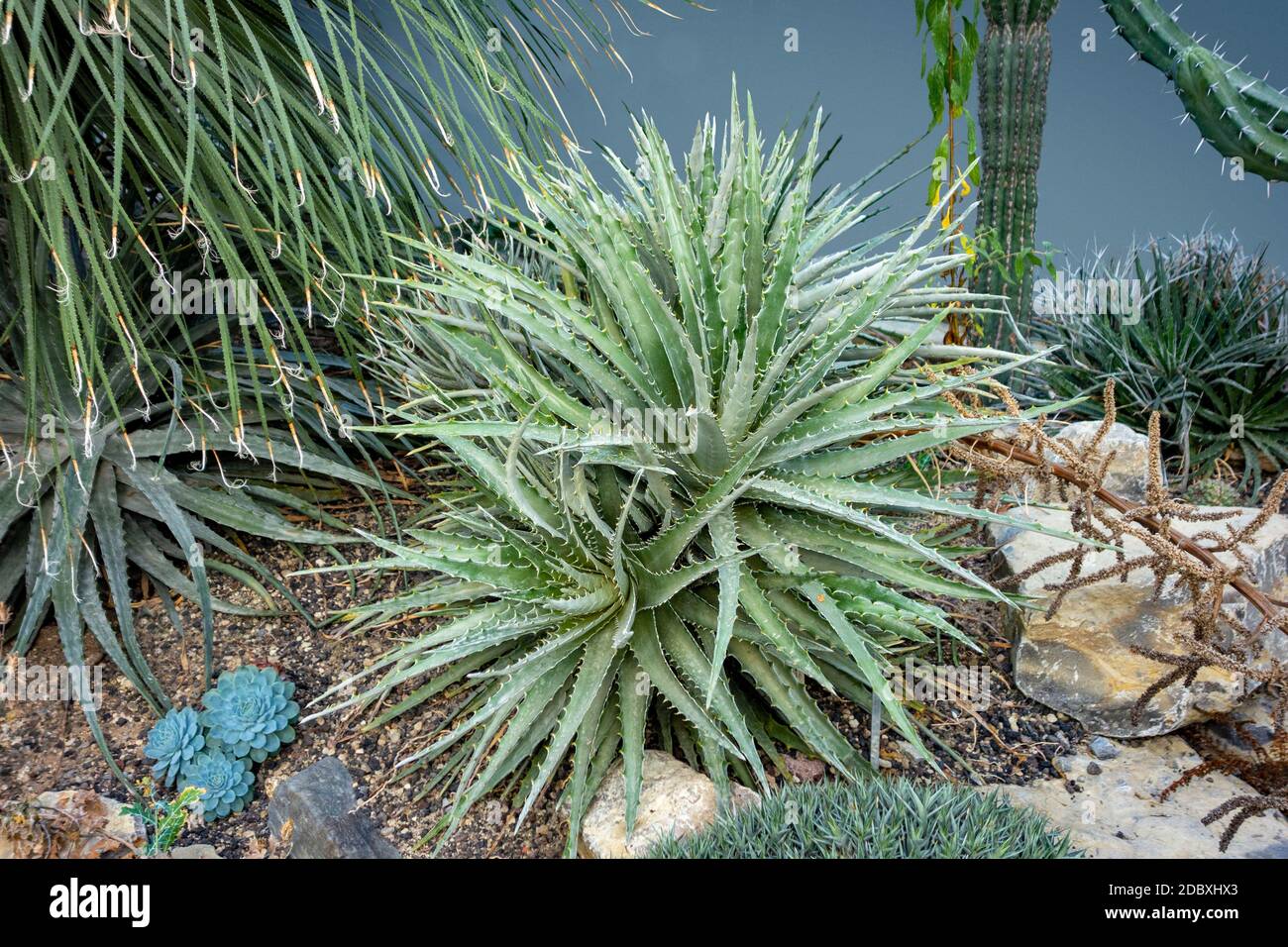 some Hechtia plants in arid ambiance Stock Photo