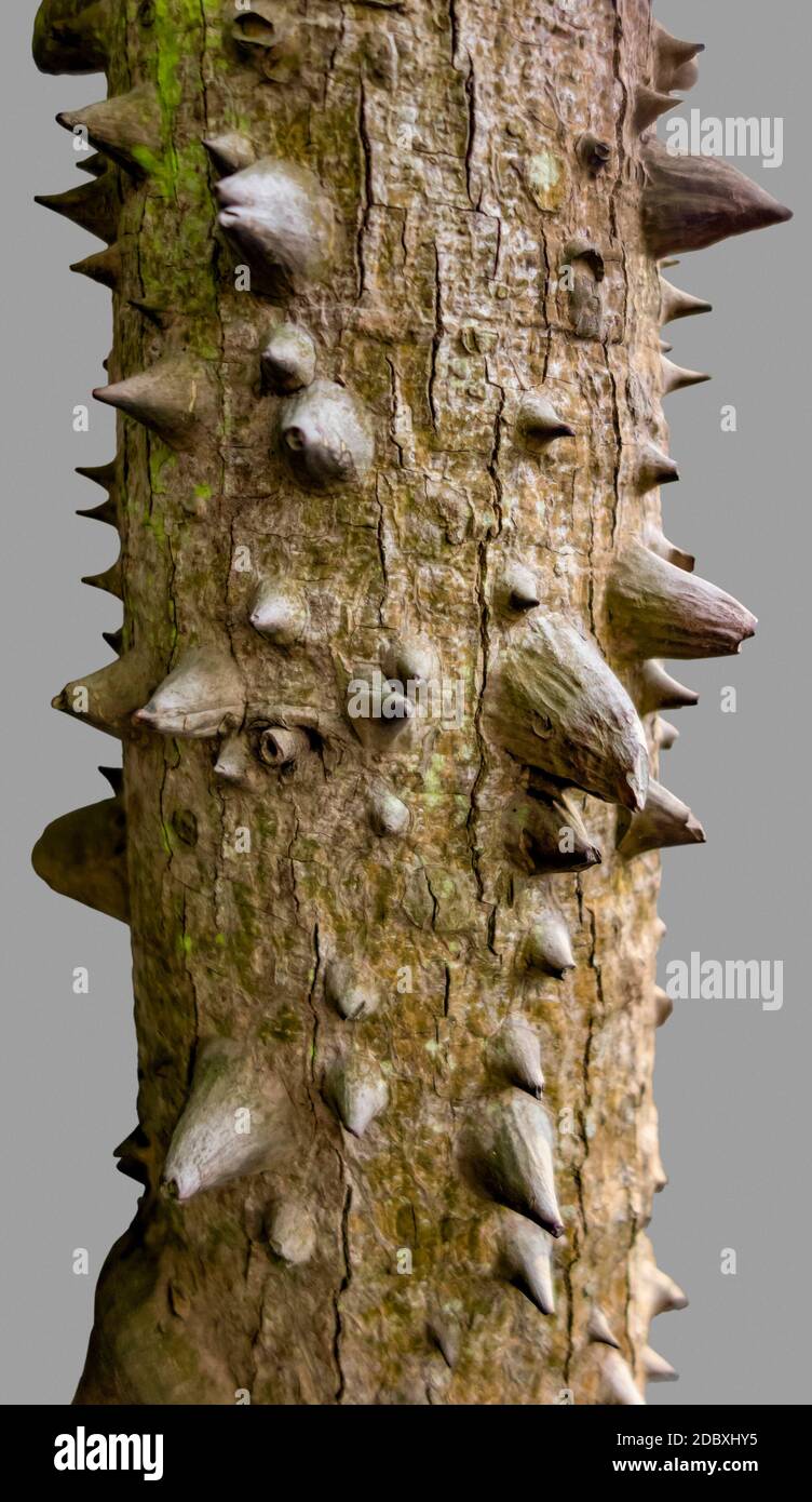 closeup shot of a spiky stem in grey back Stock Photo