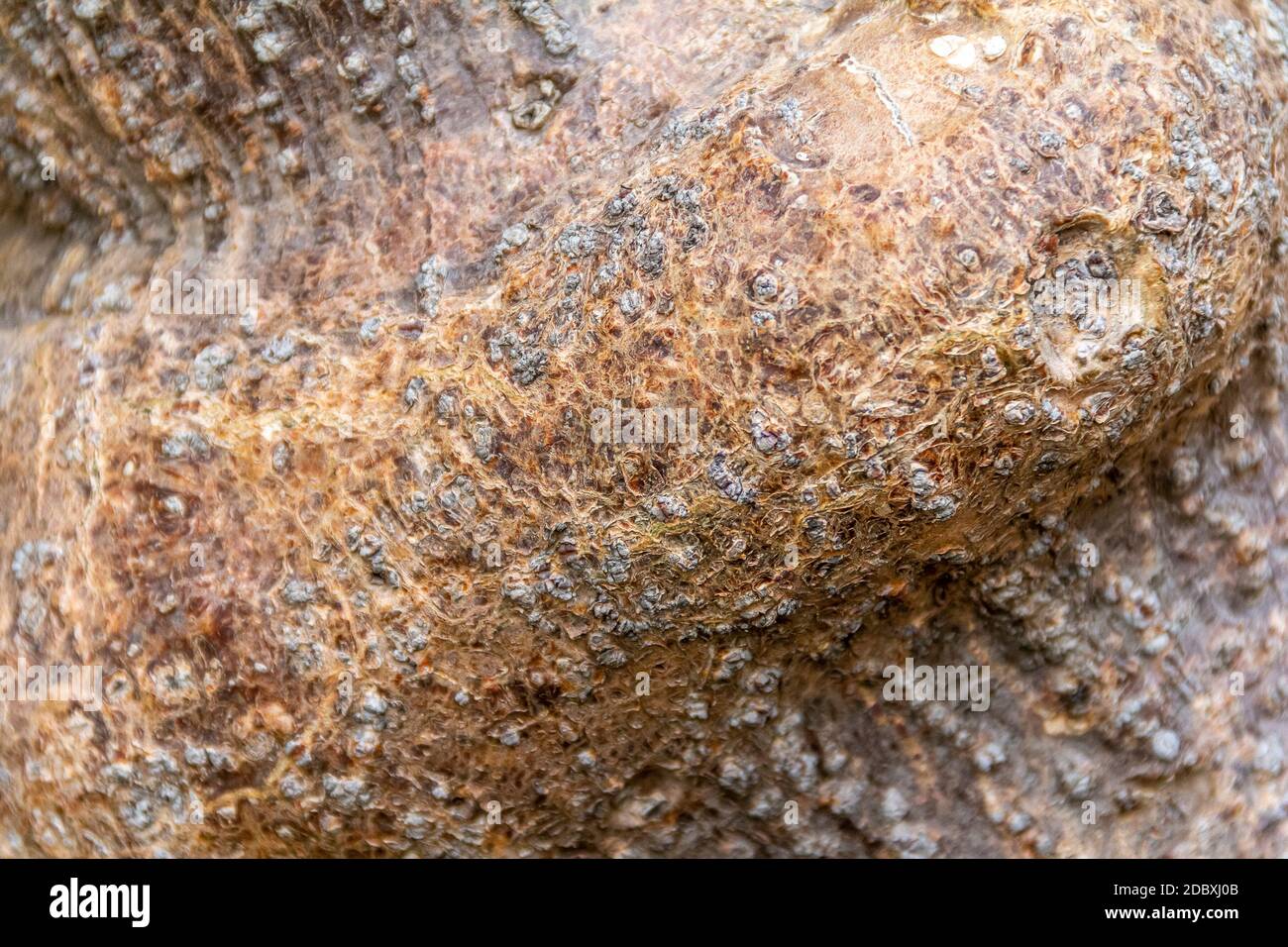 full frame abstract rough bark closeup Stock Photo