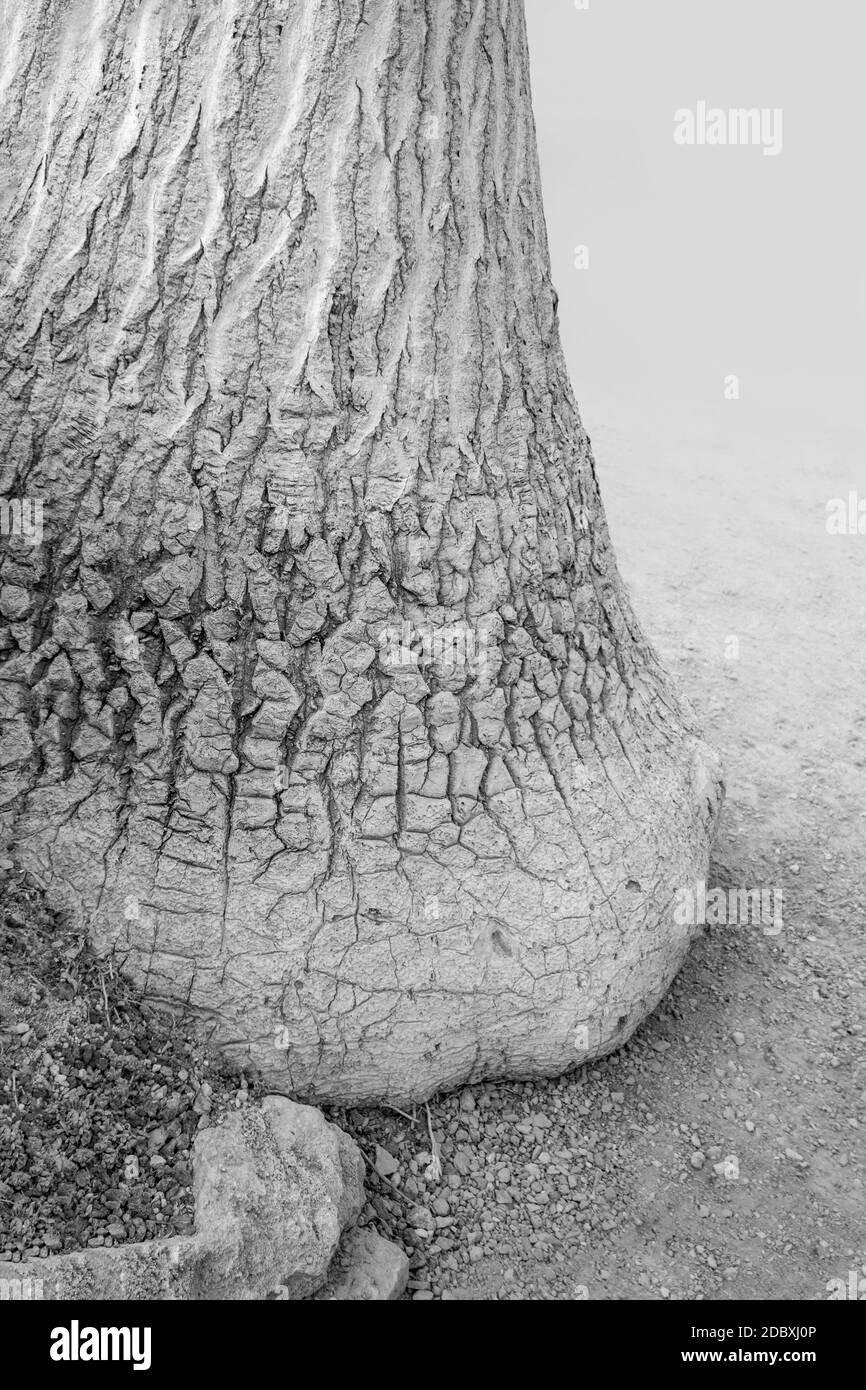 abstract grey toned rough bark closeup Stock Photo