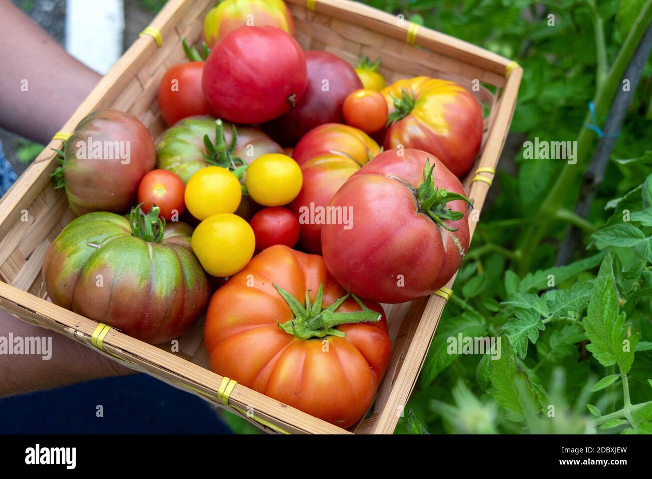 Colorful tomatoes of the different sizes and kinds in the garden Stock ...