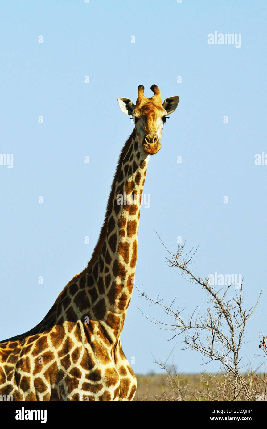 Inquisitive giraffe in Kruger National Park in South Africa Stock Photo