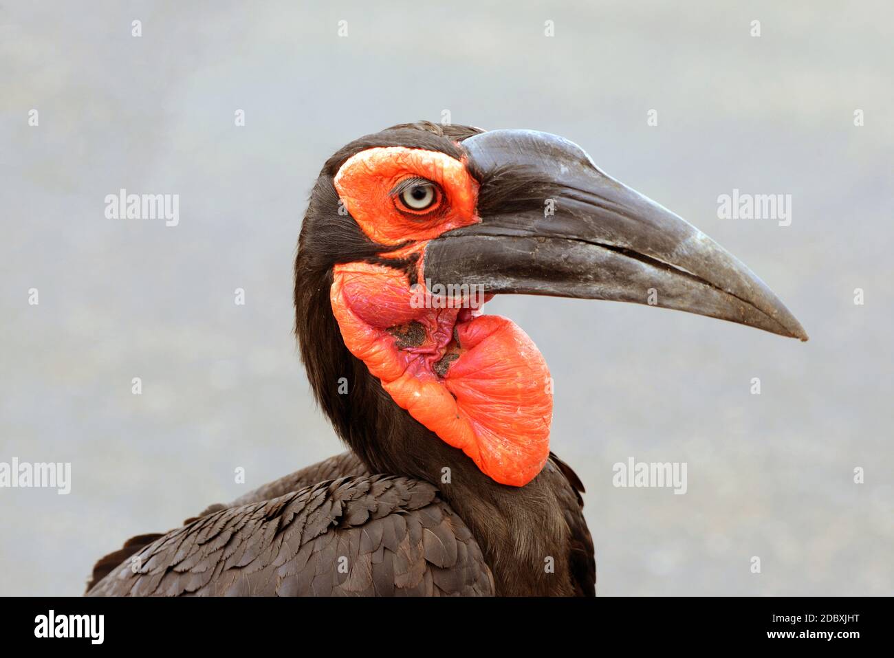 Red-cheeked ground hornbill in the Kruger National Park in South Africa Stock Photo