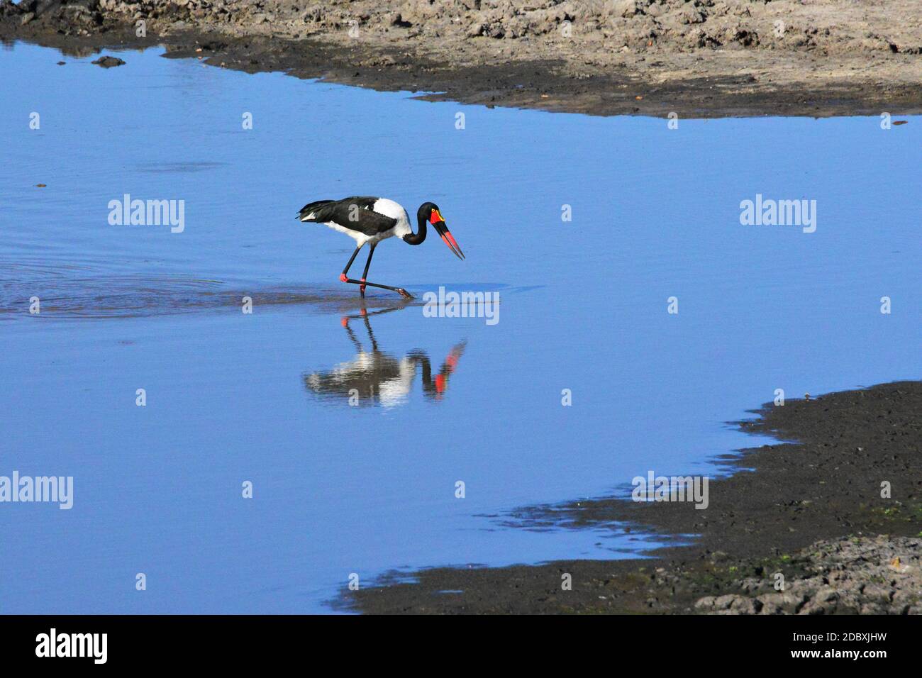 Saddle stork in the Kruger National Park in South Africa Stock Photo
