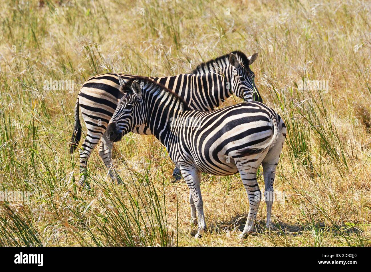 Zebras in Kruger National Park in South Africa Stock Photo