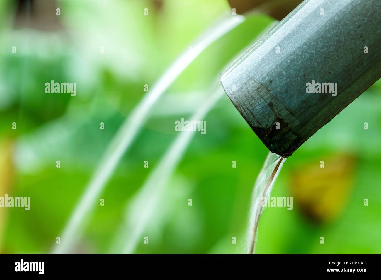 Selective focus on dirty rain gutter on blurred green leaves of plant beside home in rural of