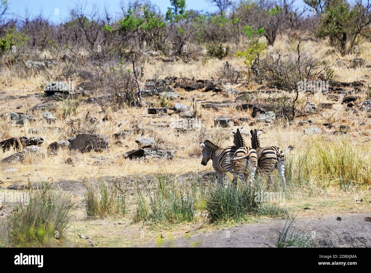 Zebra in Kruger National Park in South Africa Stock Photo