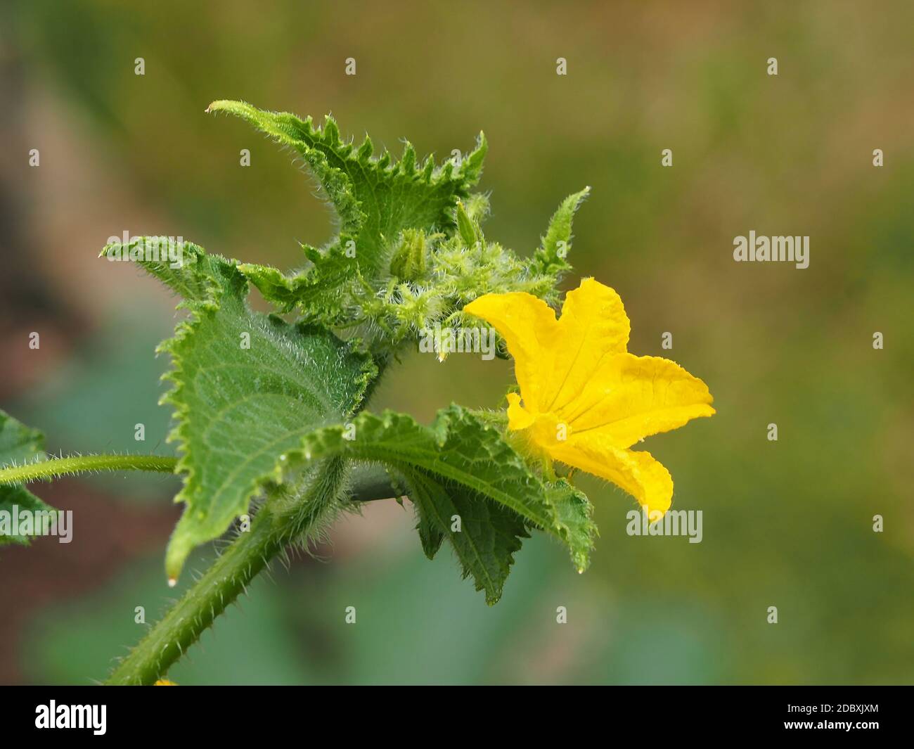 Cucumber plant with flower Stock Photo Alamy