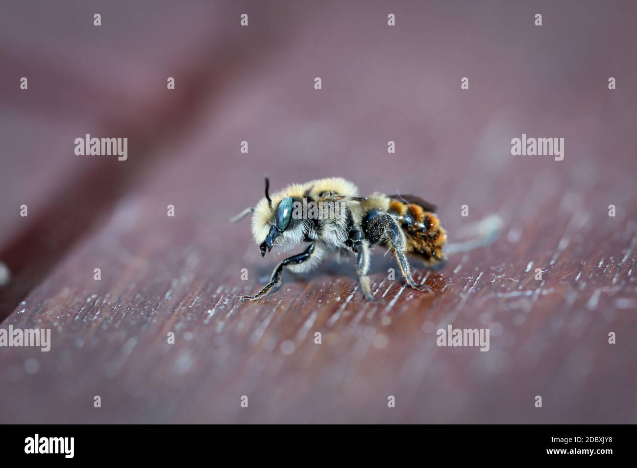 A close-up picture of a honey bee, bees are extremely useful insects. Stock Photo