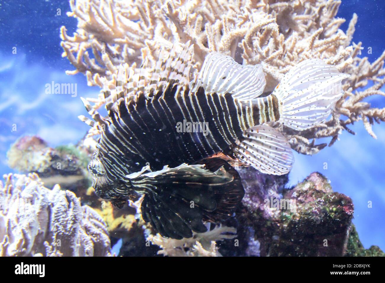 A dangerous lionfish on a reef. Stock Photo
