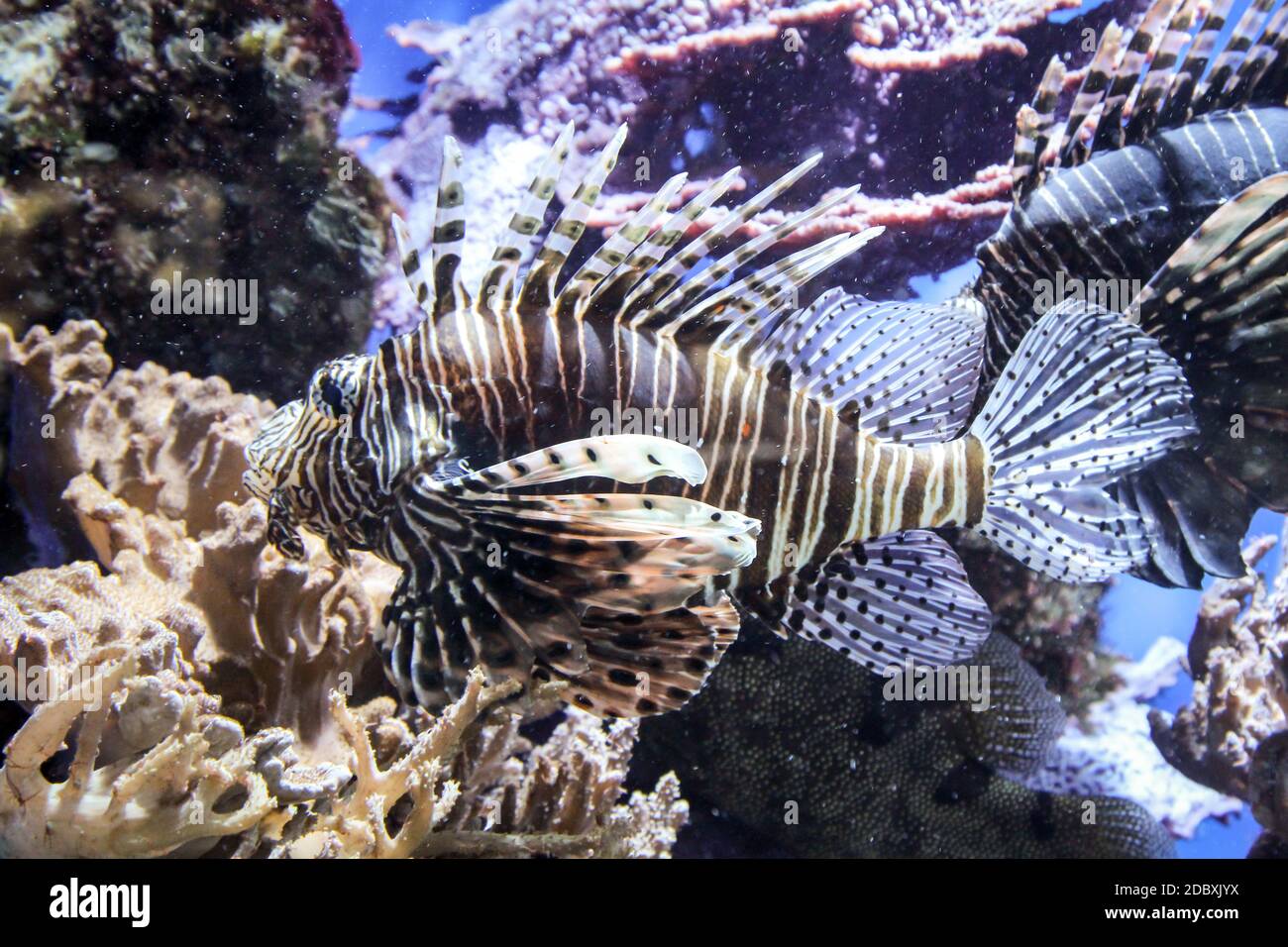 A dangerous lionfish on a reef. Stock Photo