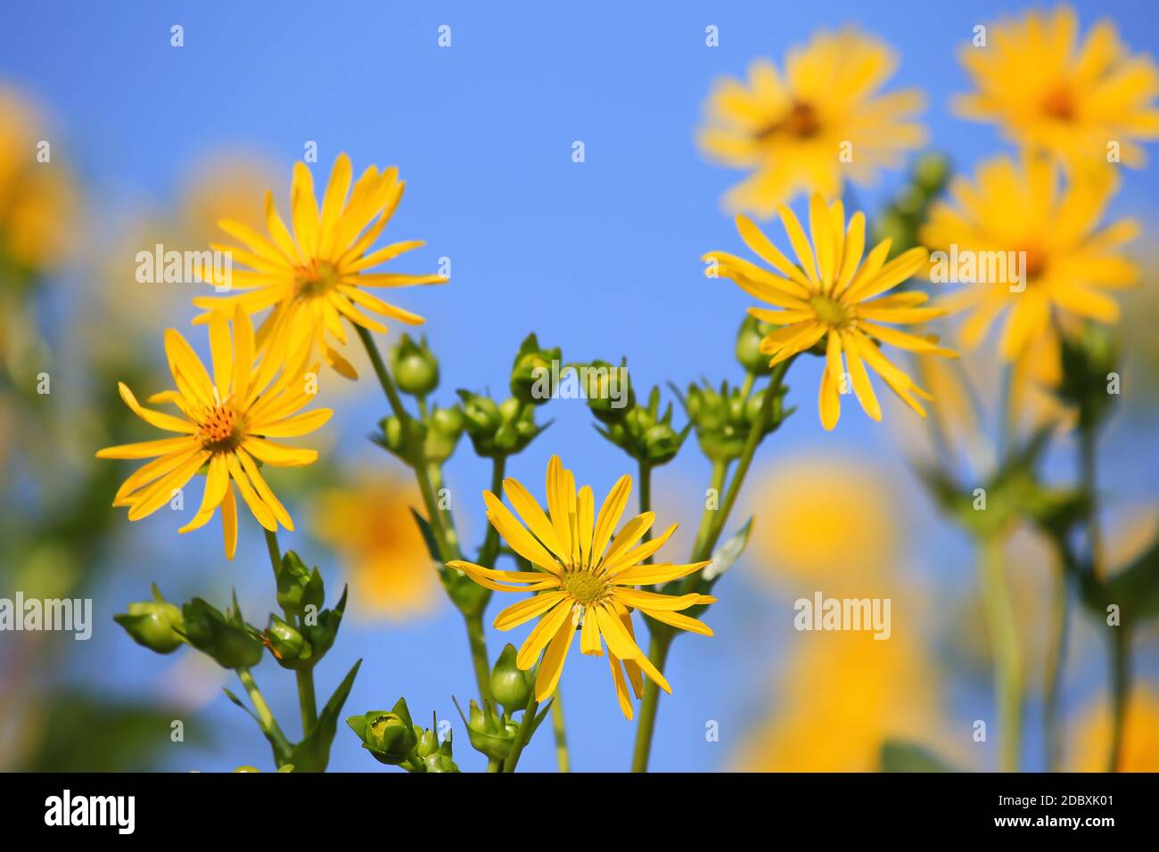 Jerusalem artichoke on the field Stock Photo Alamy