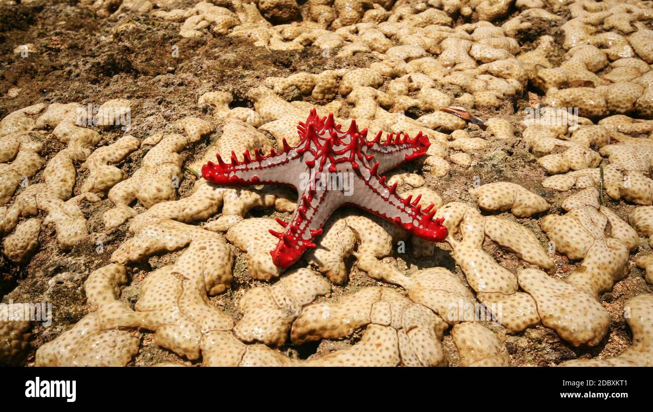 African Red-knobbed Starfish (Protoreaster linckii) on wet yellow corals during low tide. Malindi, Kenya Stock Photo