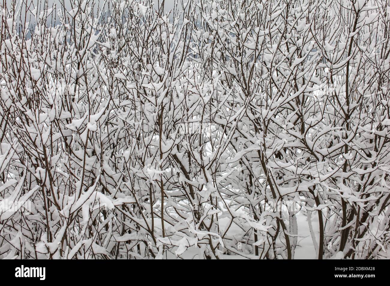 Thin dense tree branches covered with snow on overcast day. Stock Photo