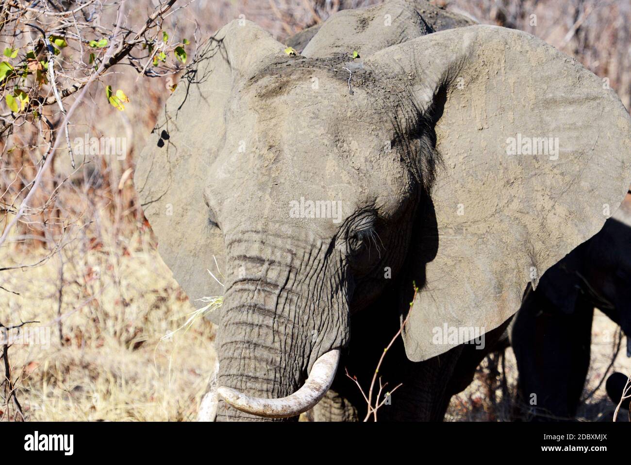 Detail of the elephant in the Kruger National Park in South Africa Stock Photo
