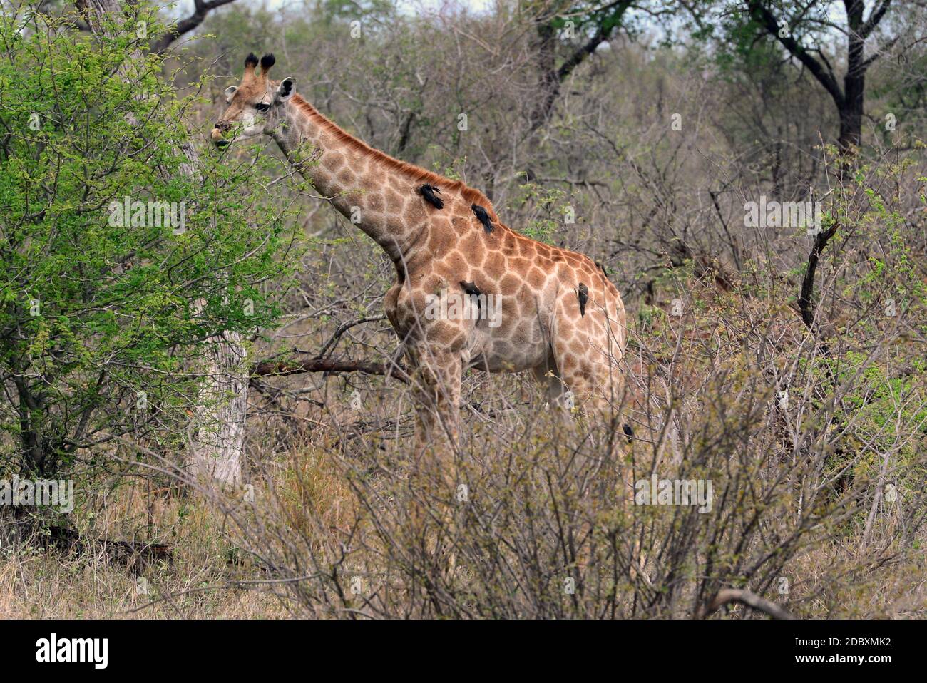 Giraffe with maggot chopper in the Kruger National Park in South Africa Stock Photo