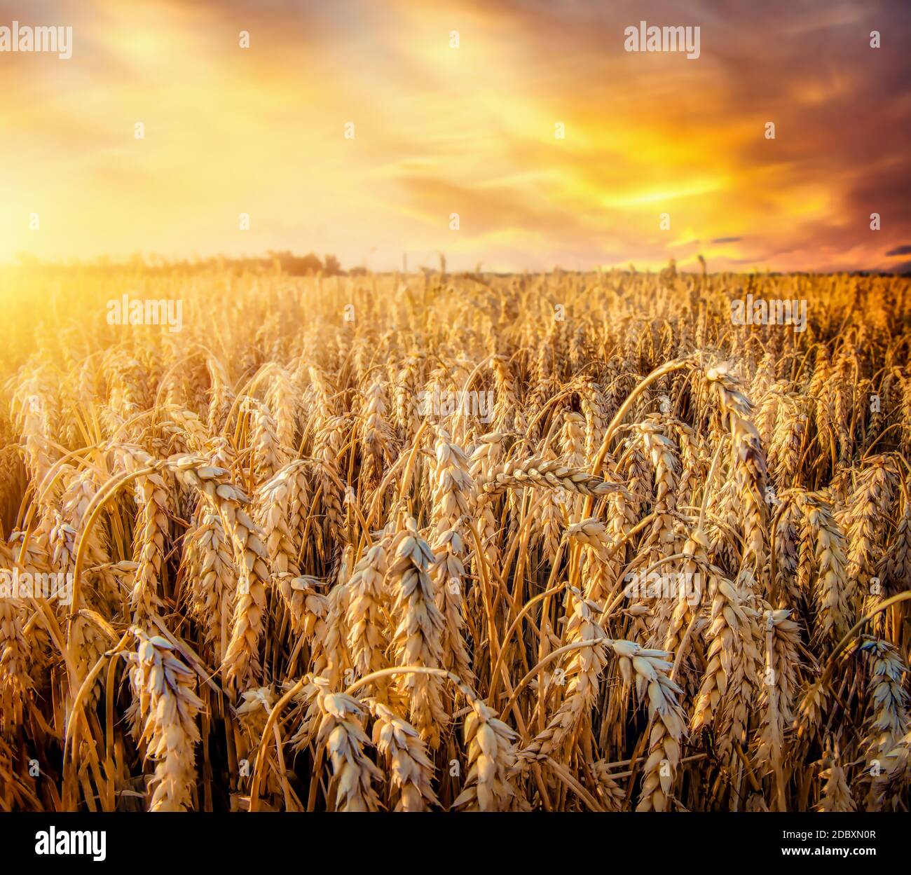 Golden wheat field under beautiful sunset sky Stock Photo - Alamy