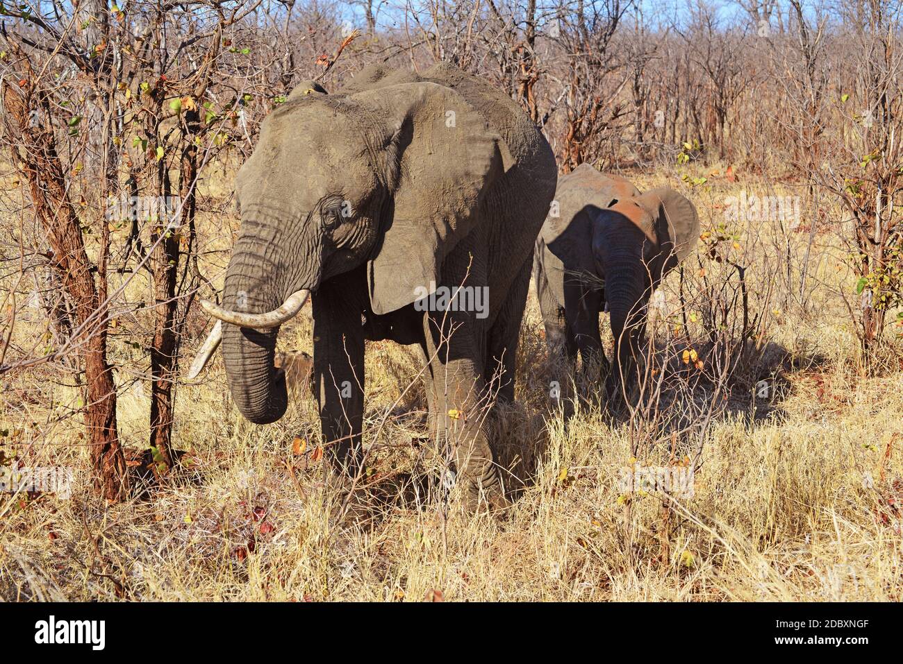 Elephant in the Kruger National Park in South Africa Stock Photo